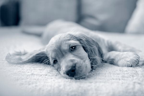 Een hond liggend op een deken.