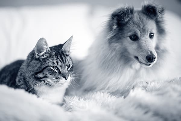 Hond en kat zitten naast elkaar en kijken dezelfde richting uit