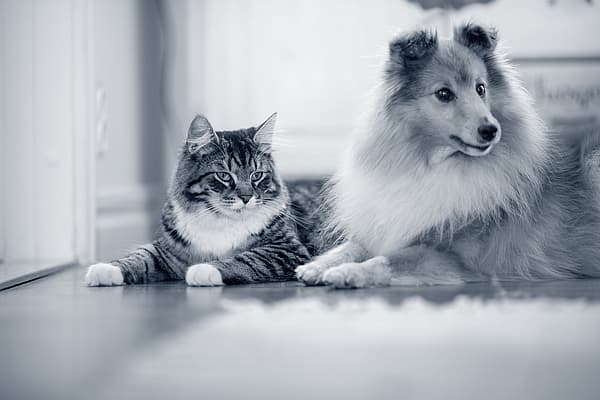 Hond en kat liggen naast elkaar en kijken dezelfde richting uit