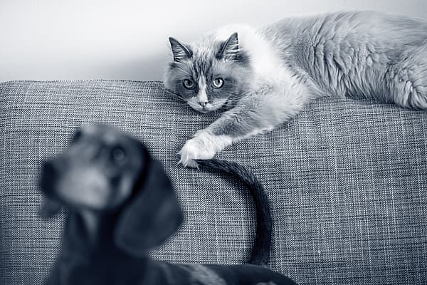 Kat ligt op de top van de zetel, hond zit op de zetel