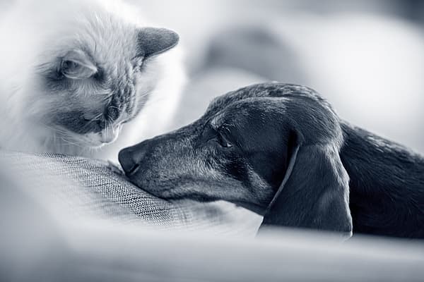 Een kat en een hond die op een bank liggen.