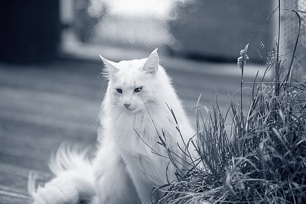 Kat zit buiten