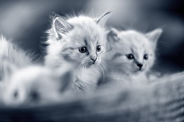 Twee kittens in een mandje