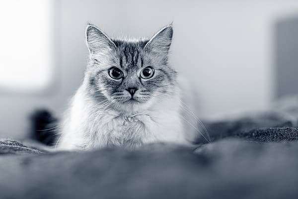 Een kat die de camera bekijkt.