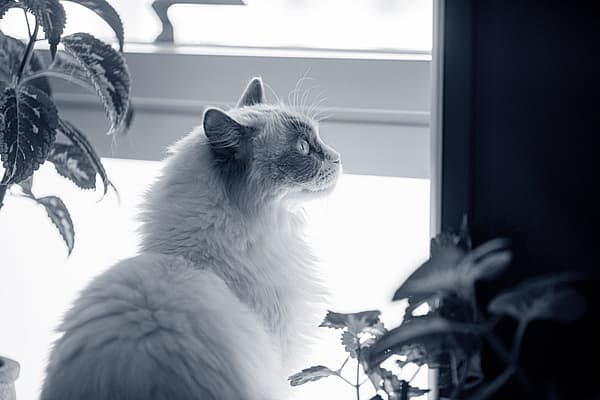 Een kat die uit een raam kijkt.