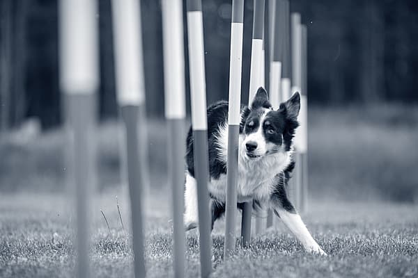 Een hond die door een hindernis rent.