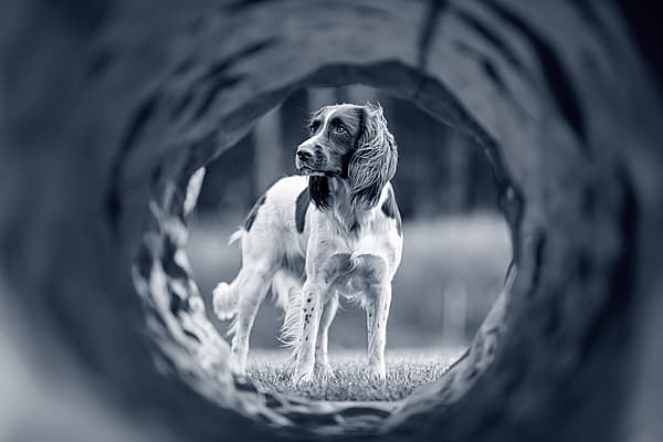 Een hond die zich in een gat bevindt.