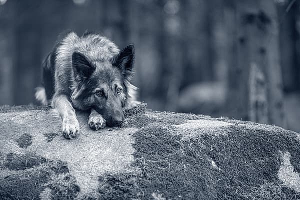 Hond is aan het rusten