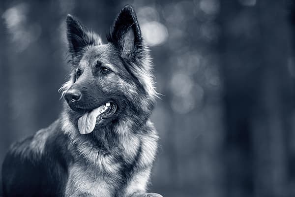 Een hond met zijn tong uit.