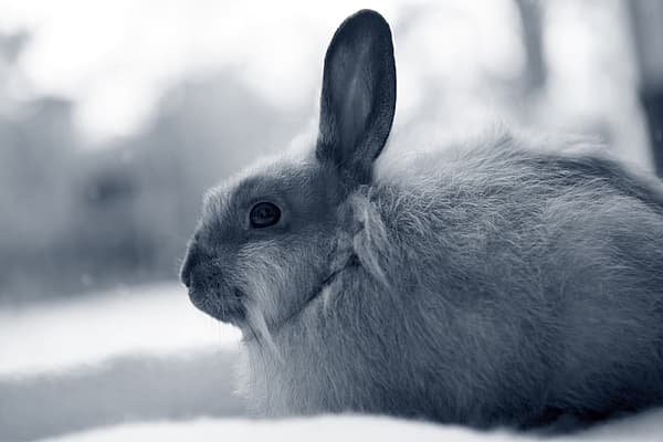 Konijn kijkt kalm naar buiten