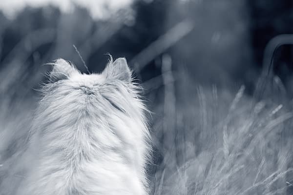 Een witte pluizige kat in een veld.