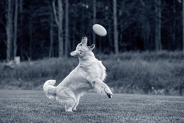 Golden retriever playing