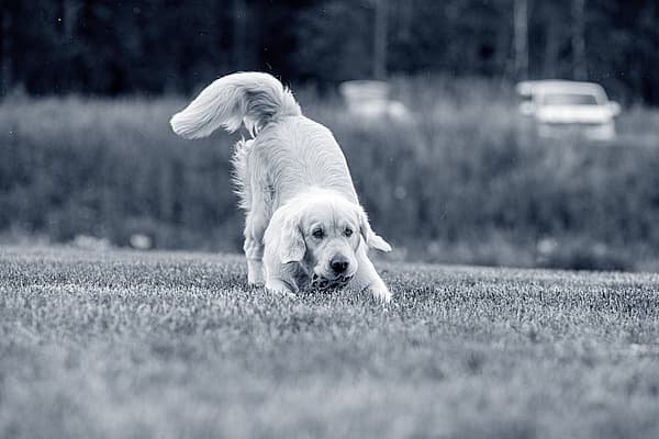 Hond is aan het spelen