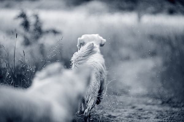 Hond loopt in het bos