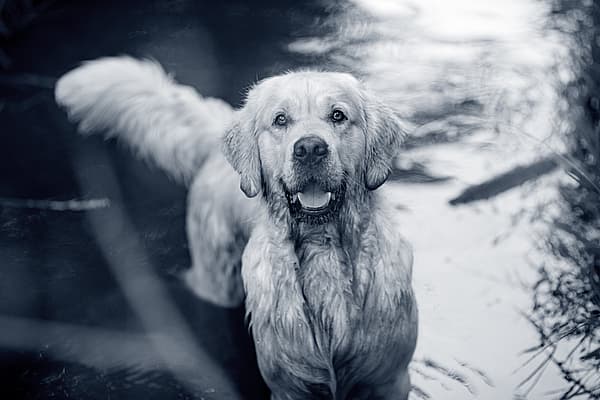 Hond in het water