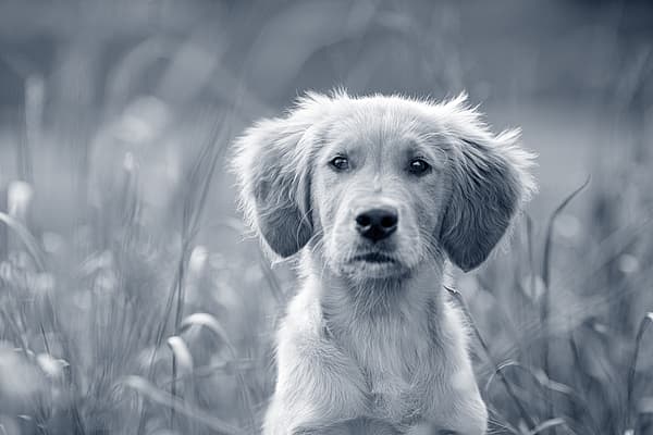 Puppy in het gras