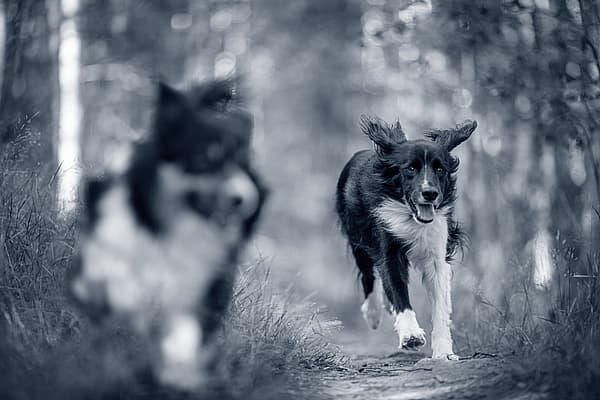 Twee honden die op een weg lopen.