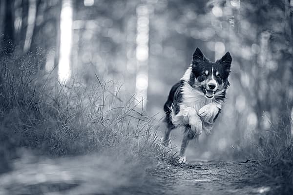 Een hond die op een pad in het bos rent.
