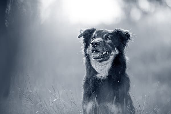 Een hond die in een veld zit.