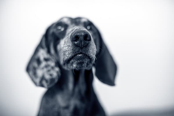 Een hond die omhoog kijkt met een witte achtergrond.