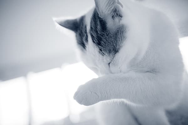 Een kat die zijn poot krabt.