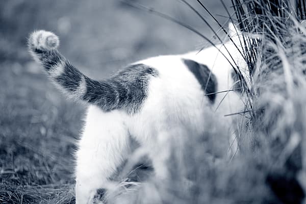 Kat wandelt weg in het gras