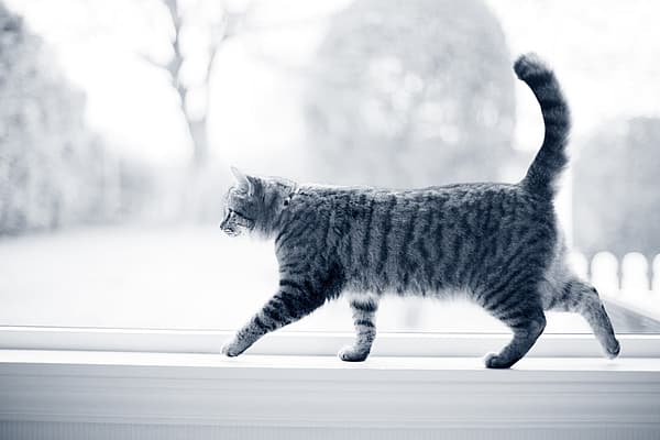 Een kat die op een vensterbank loopt.