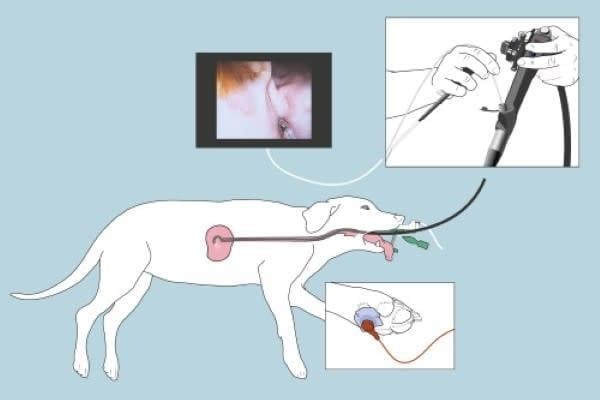 Un schéma d’un chien avec une procédure médicale.