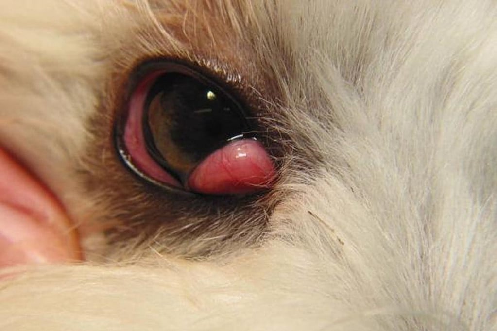 Een close-up van een oog.