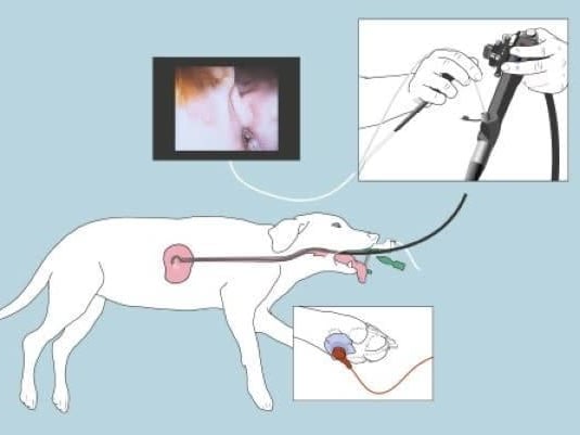 Un schéma d’un chien avec une procédure médicale.