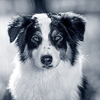 Een zwart-witte hond.