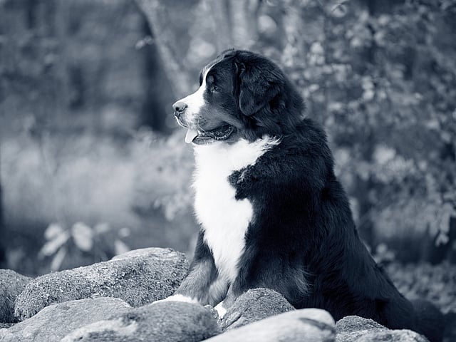 Een hond die op rotsen zit.