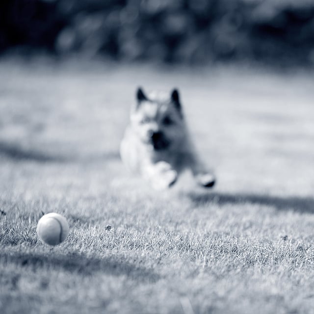Een hond die in het gras rent.