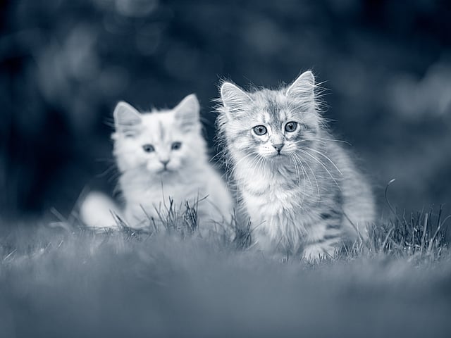 Twee katten in het gras.