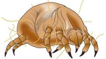 Un gros plan d’une araignée.