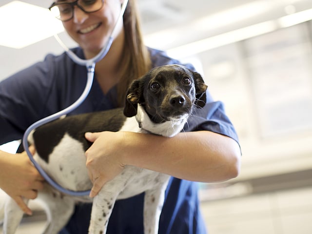 Een persoon die een hond vasthoudt.