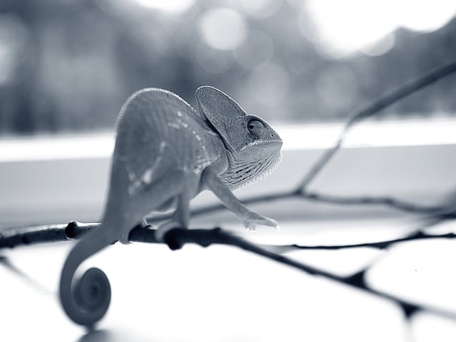 Een kameleon op een tak.