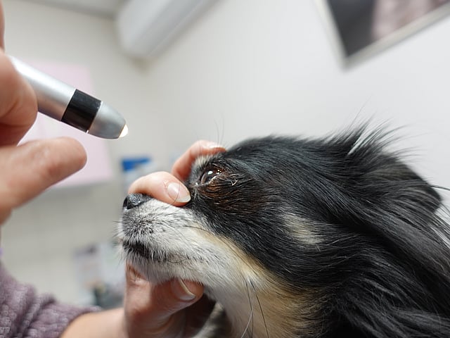 Oogcontrole hond
