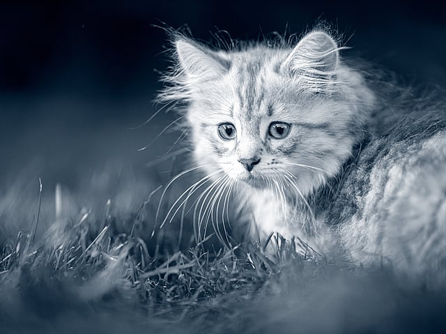 Een kat die in het gras ligt.