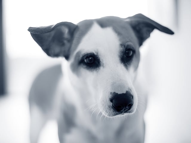 Een close-up van een hond.