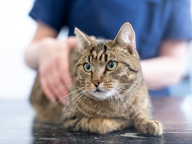 Een kat liggend op een tafel.