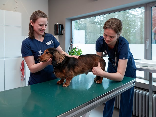 AniCura Hond en Kat team