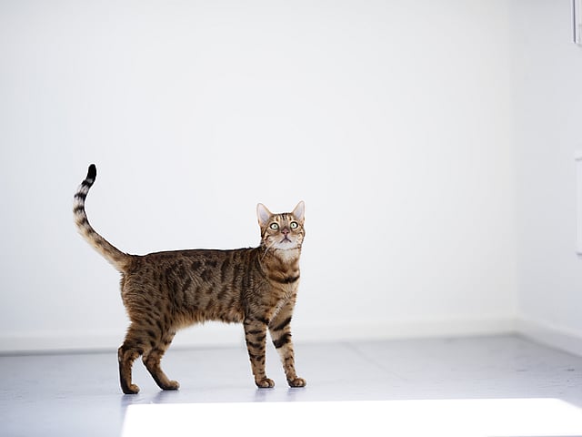 Een kat die zich op een wit oppervlak bevindt.