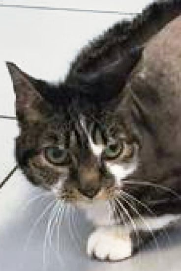 Een kat met groene ogen.