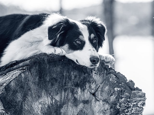 Een hond liggend op een boomstronk.