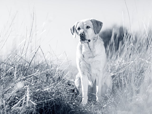 Een hond die in lang gras zit.