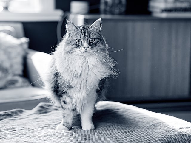 Een kat die zich op een deken bevindt.