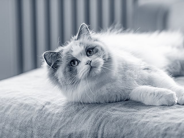 Een kat liggend op een bed.