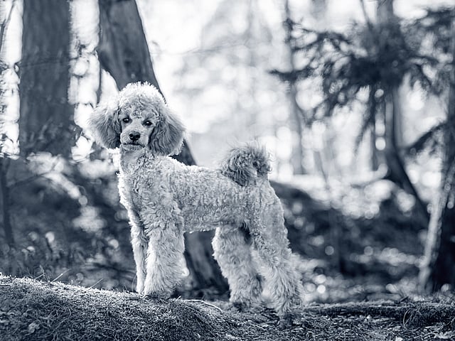 Hond in het bos
