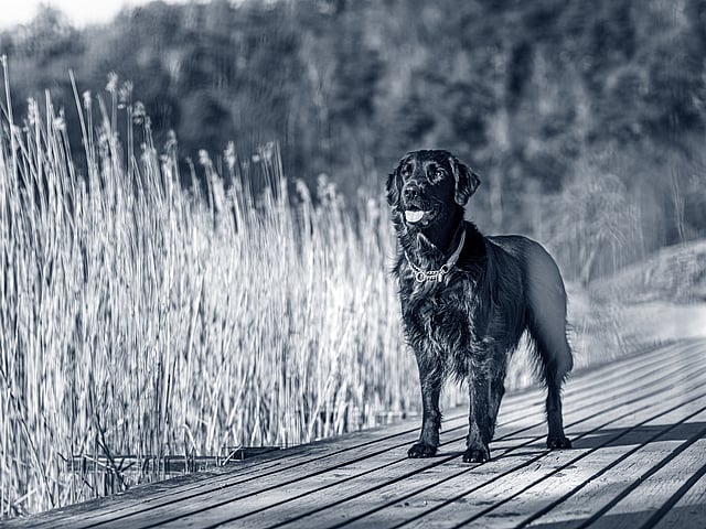 Hond staat op steiger